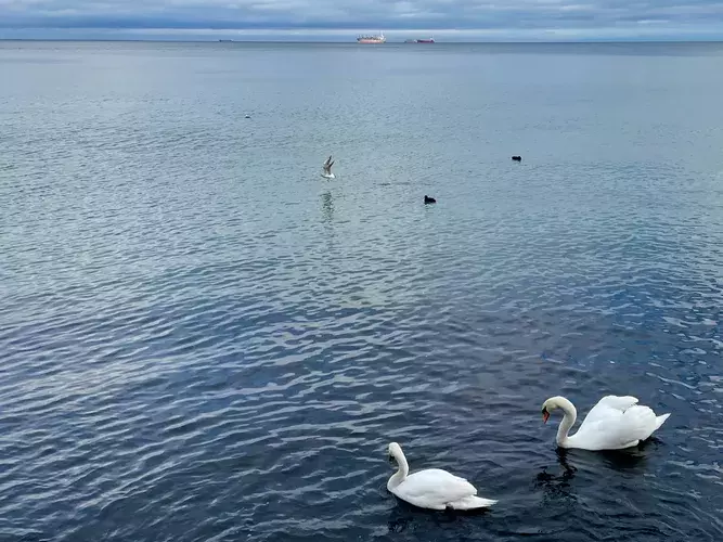 out-of-season. plik: tlusta-mewa-apartament-gdynia-out-of-season-poza-sezonem - 17.webp
